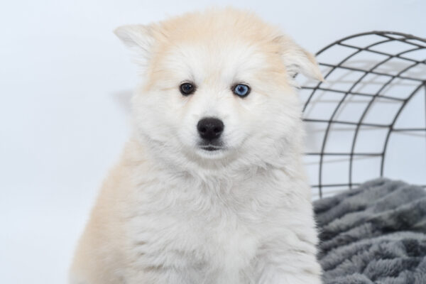 [#25820-04] - Tan F American Eskimo Dog/Alaskan Klee Kai Puppies for Sale