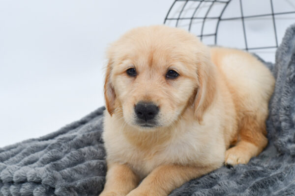 [#25857-04] - Light Golden F Golden Retriever Puppies for Sale