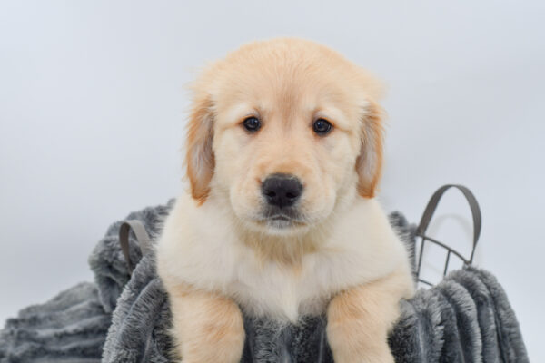 [#25858-01] - Light Golden M Golden Retriever Puppies for Sale
