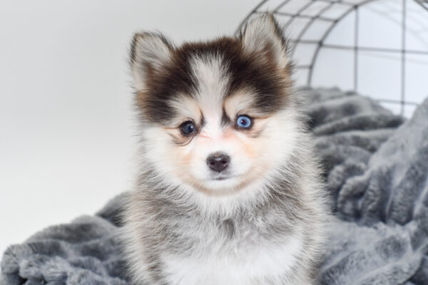 [#25862-02] - Black / Brown F Pomsky 2nd Gen Puppies for Sale