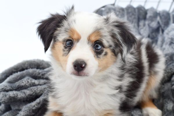 [#251033-04]  - Blue Merle F Miniature Australian Shepherd Puppies for Sale