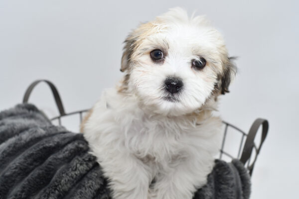 [#25565-02]  - Black Brindle M Havanese Puppies for Sale