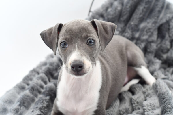 [#25666-04]  - Blue / White F Italian Greyhound Puppies for Sale