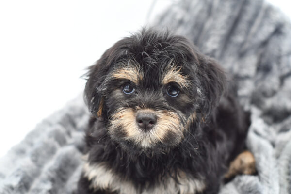 [#25669-03]  - Black / Tan M Morkie Puppies for Sale