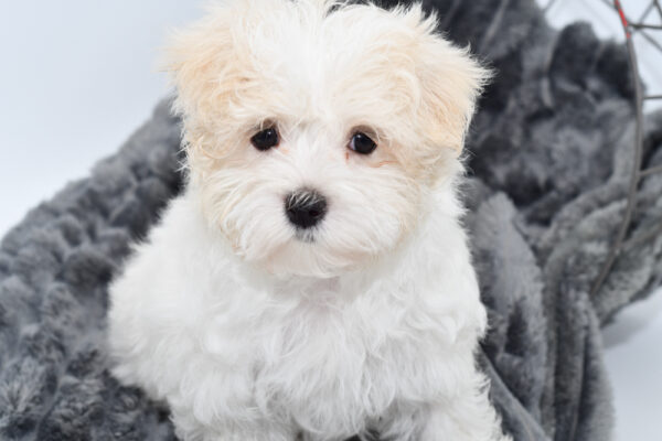 [#25430-04]  - White F Maltese Puppies for Sale