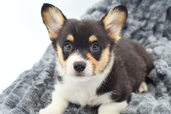 [#25605-01]  - Tri-Colored M Pembroke Welsh Corgi Puppies for Sale