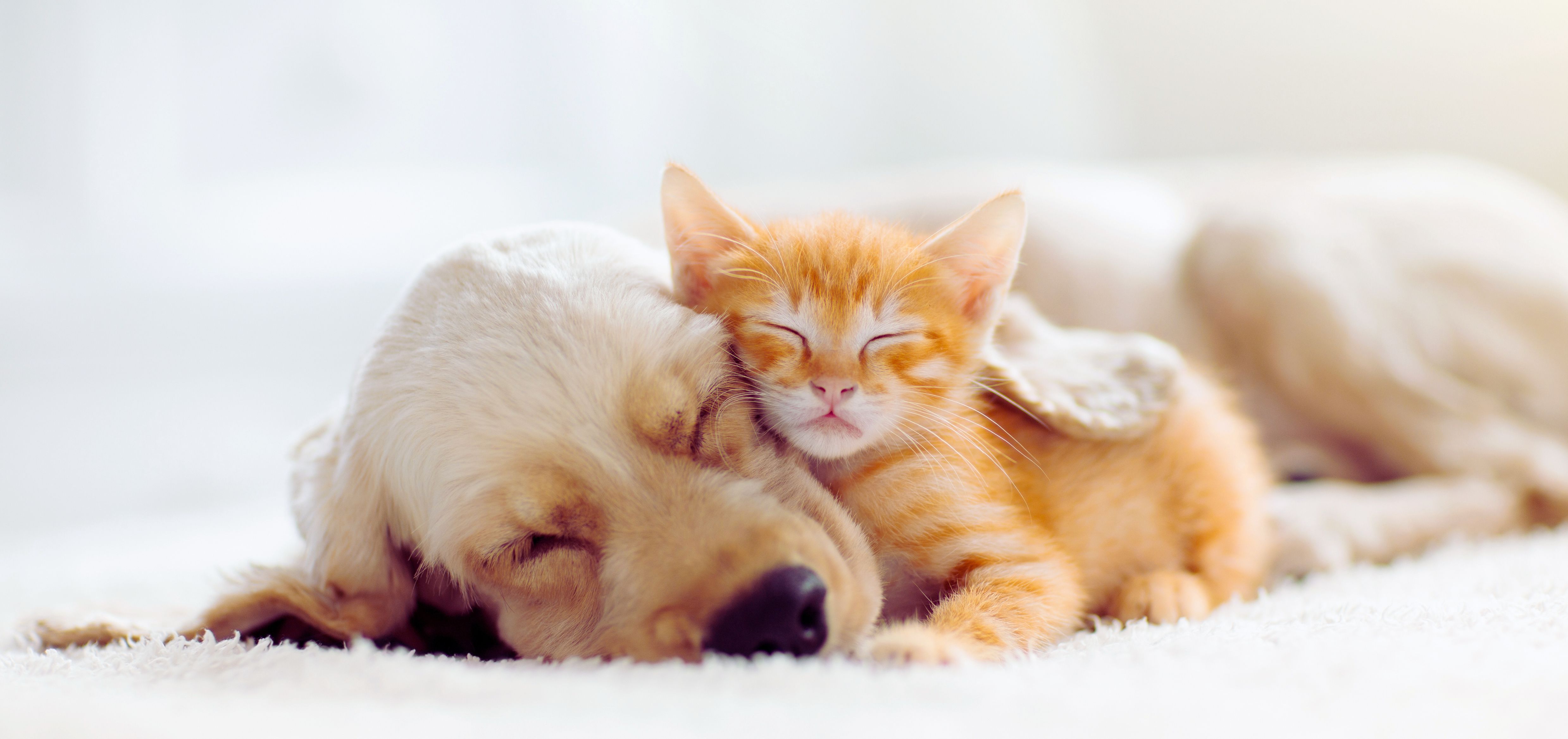 Puppies & Kittens For Sale