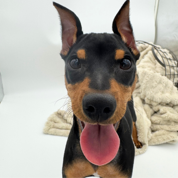 [#25827-04]  - Black / Tan F Miniature Pinscher Puppies for Sale