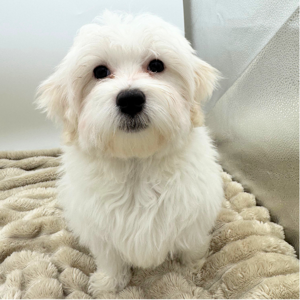 [#25655-03]  - White M Maltese Puppies for Sale