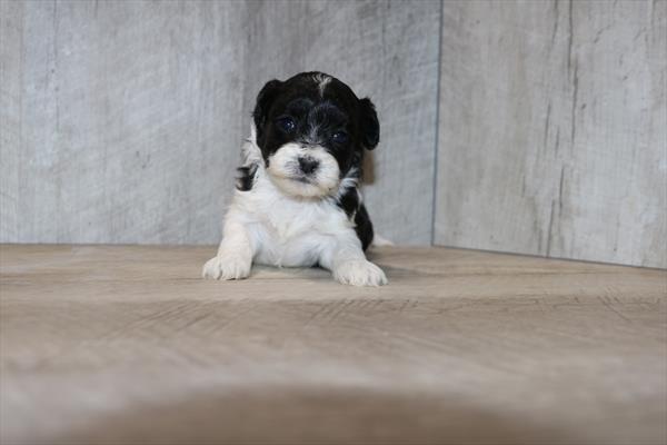 [#25742-05]  - Black / White F Poodle/Shih Tzu Puppies for Sale