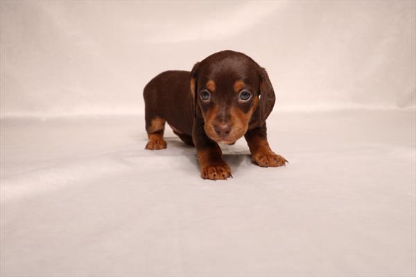 [#25714-02]  - Chocolate / Tan F Dachshund Puppies for Sale