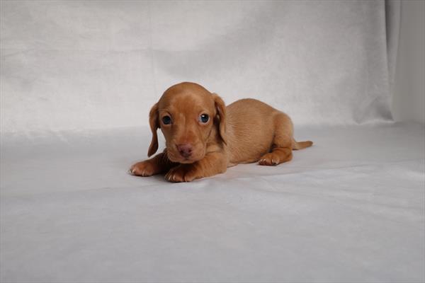 [#25690-03]  - Red F Dachshund Puppies for Sale