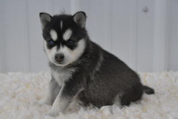 [#25994-04]  - Black / Tan F Alaskan Klee Kai Puppies for Sale
