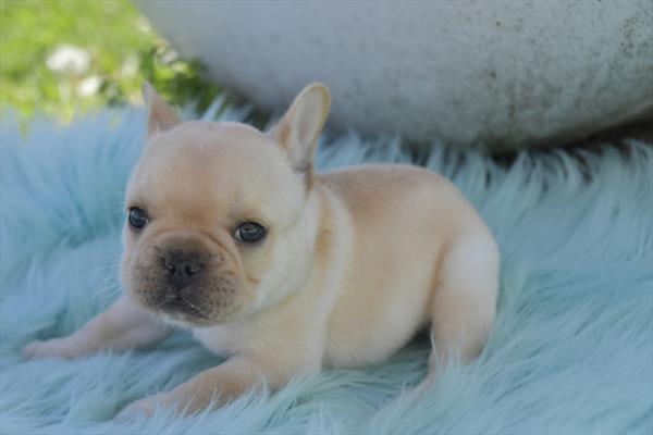 [#251013-01]  - Cream M French Bulldog Puppies for Sale