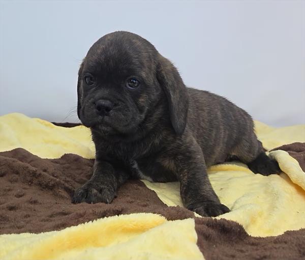 [#25300-03]  - Brindle M Puggle Puppies for Sale