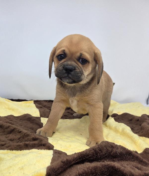 [#25300-05]  - Fawn F Puggle Puppies for Sale