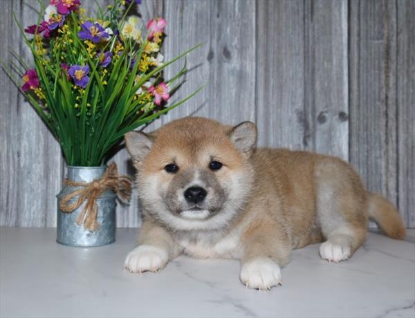 [#251083-01]  - Red Sesame M Shiba Inu Puppies for Sale