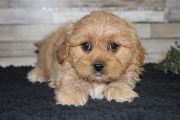 [#251110-04]  - Apricot F PekeAPoo Puppies for Sale