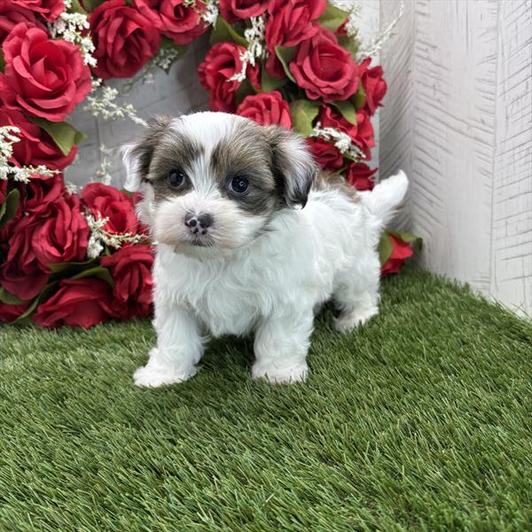 [#25808-01]  - Black Brindle M Havanese Puppies for Sale