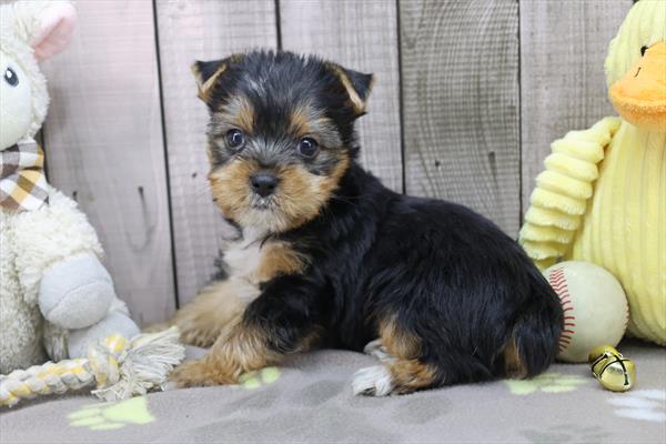[#25925-01]  - Black / Tan M Yorkshire Terrier Puppies for Sale