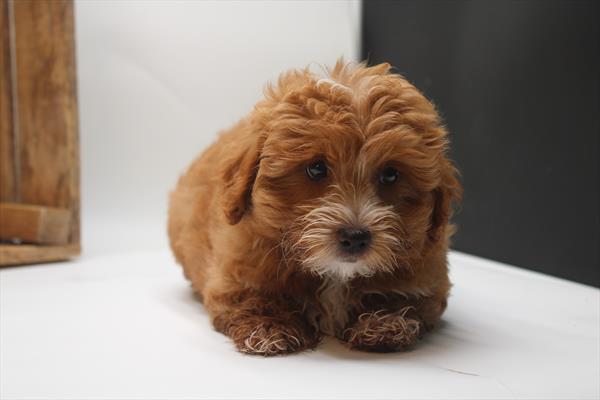 [#25897-03]  - Apricot F Poodle/Coton De Tulear Puppies for Sale