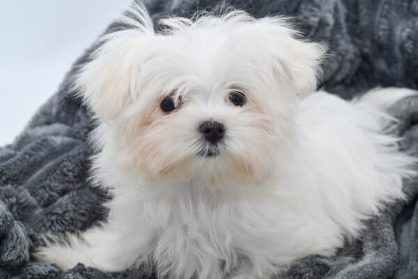 [#25378-04]  - White F Maltese Puppies for Sale