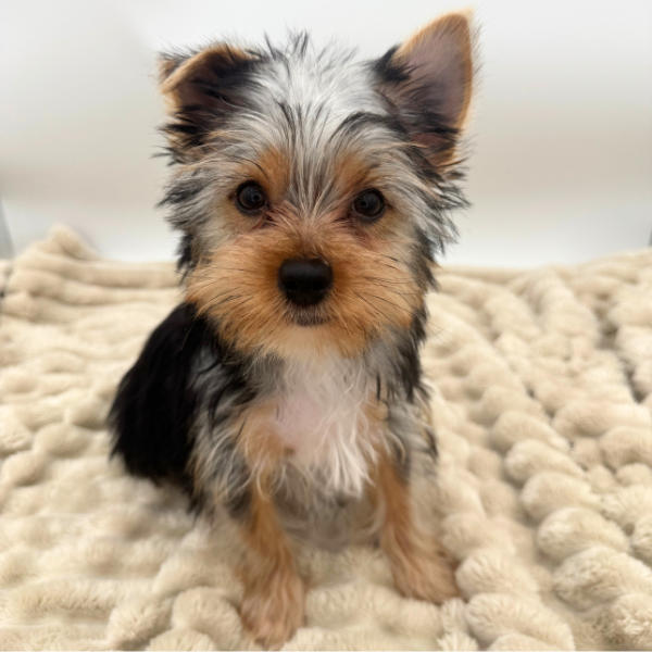 [#25925-01]  - Black / Tan M Yorkshire Terrier Puppies for Sale