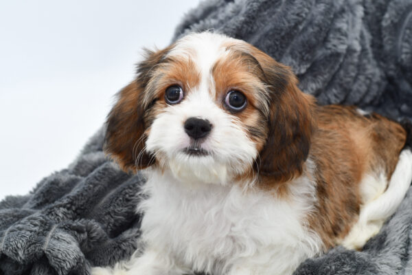 [#25385-01]  - Brown White / Tan M Cavatzu Puppies for Sale