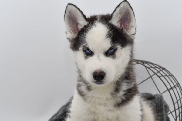 [#251003-02]  - Black / White M Siberian Husky Puppies for Sale