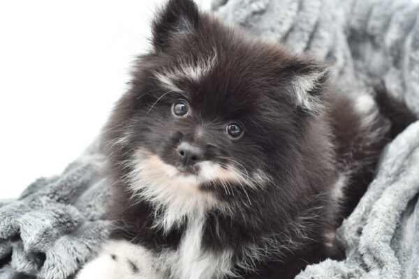 [#25715-01]  - Blue Merle M Pomeranian Puppies for Sale
