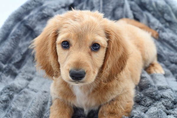 [#25726-02]  - Cream M Dachshund Puppies for Sale