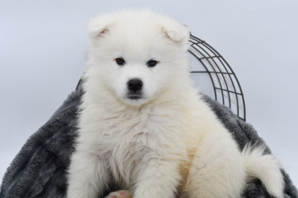 [#25728-01]  - White M Samoyed Puppies for Sale
