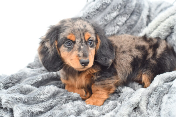 [#25989-03]  - Blue Dapple F Dachshund Puppies for Sale