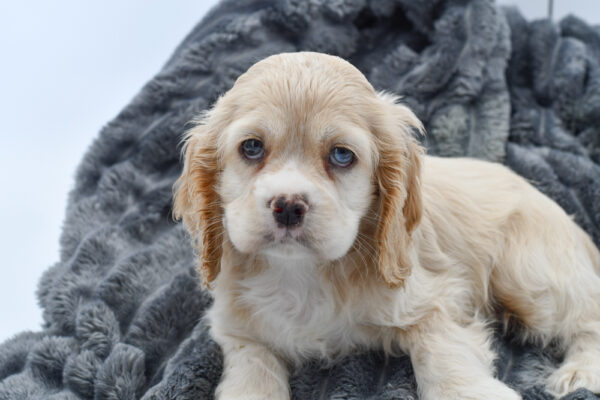 [#25635-02]  - Buff / White F Cocker Spaniel Puppies for Sale