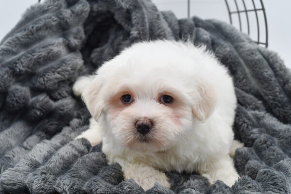[#25655-03]  - White M Maltese Puppies for Sale