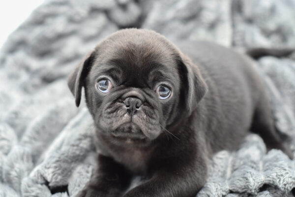[#25657-02]  - Black M Pug Puppies for Sale