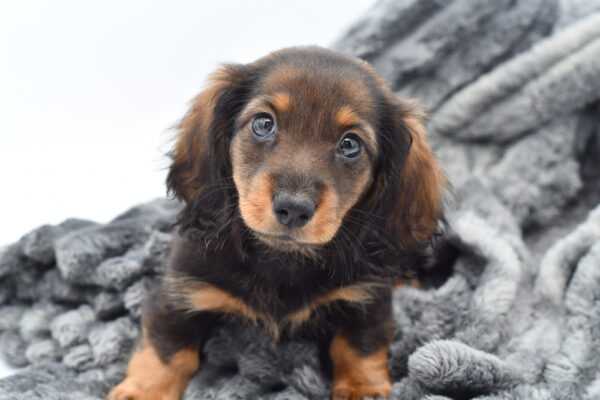[#25658-01]  - Black / Tan F Dachshund Puppies for Sale