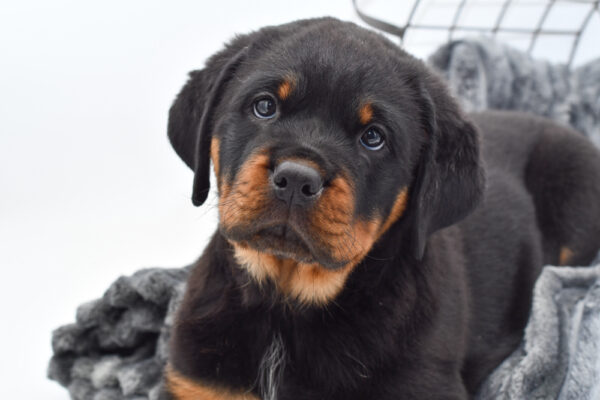 [#2575-05]  - Black / Rust M Rottweiler Puppies for Sale