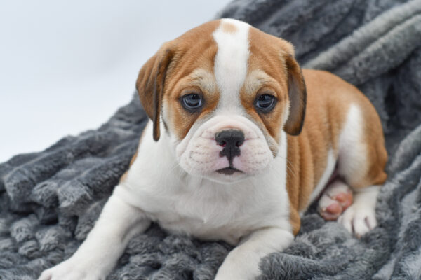 [#2576-03]  - Brown / White M Mini Bullies Puppies for Sale