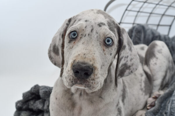 [#2597-05]  - Blue Merle M Great Dane Puppies for Sale