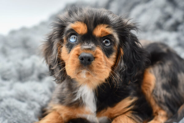 [#251148-01]  - Blue Merle / White M Cavalier King Charles Spaniel Puppies for Sale