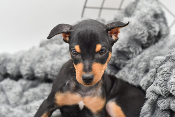 [#25827-04]  - Black / Tan F Miniature Pinscher Puppies for Sale