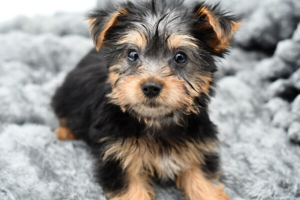 [#25912-05]  - Black / Tan F Silky Terrier Puppies for Sale