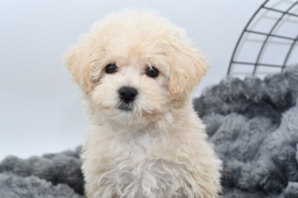[#25960-03]  - Apricot F Bichapoo Puppies for Sale