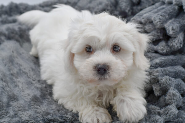 [#25651-01]  - White M Bichon Frise Puppies for Sale