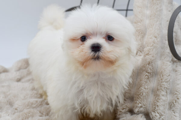 [#25681-01]  - White M Maltese Puppies for Sale