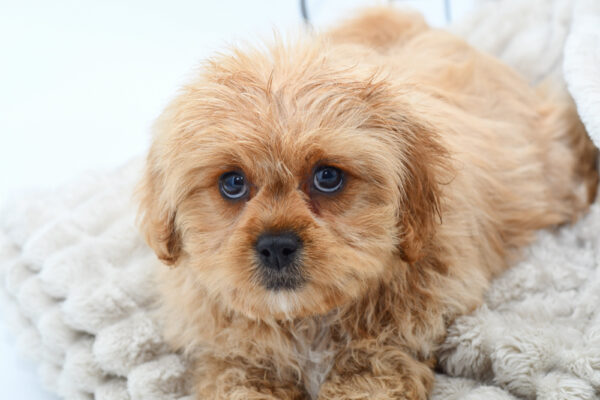 [#251110-04]  - Apricot F PekeAPoo Puppies for Sale
