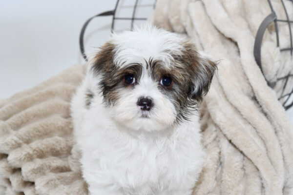 [#25808-01]  - Black Brindle M Havanese Puppies for Sale