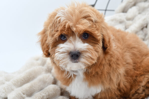 [#25897-03]  - Apricot F Poodle/Coton De Tulear Puppies for Sale
