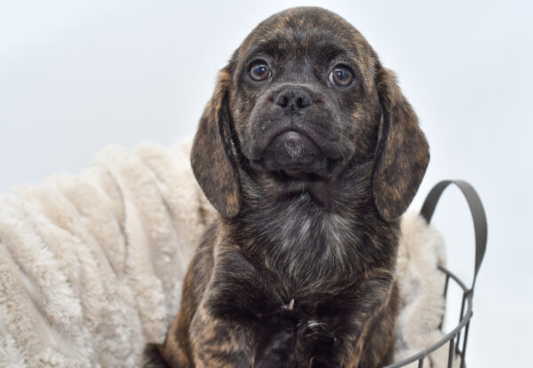 [#25300-03]  - Brindle M Puggle Puppies for Sale